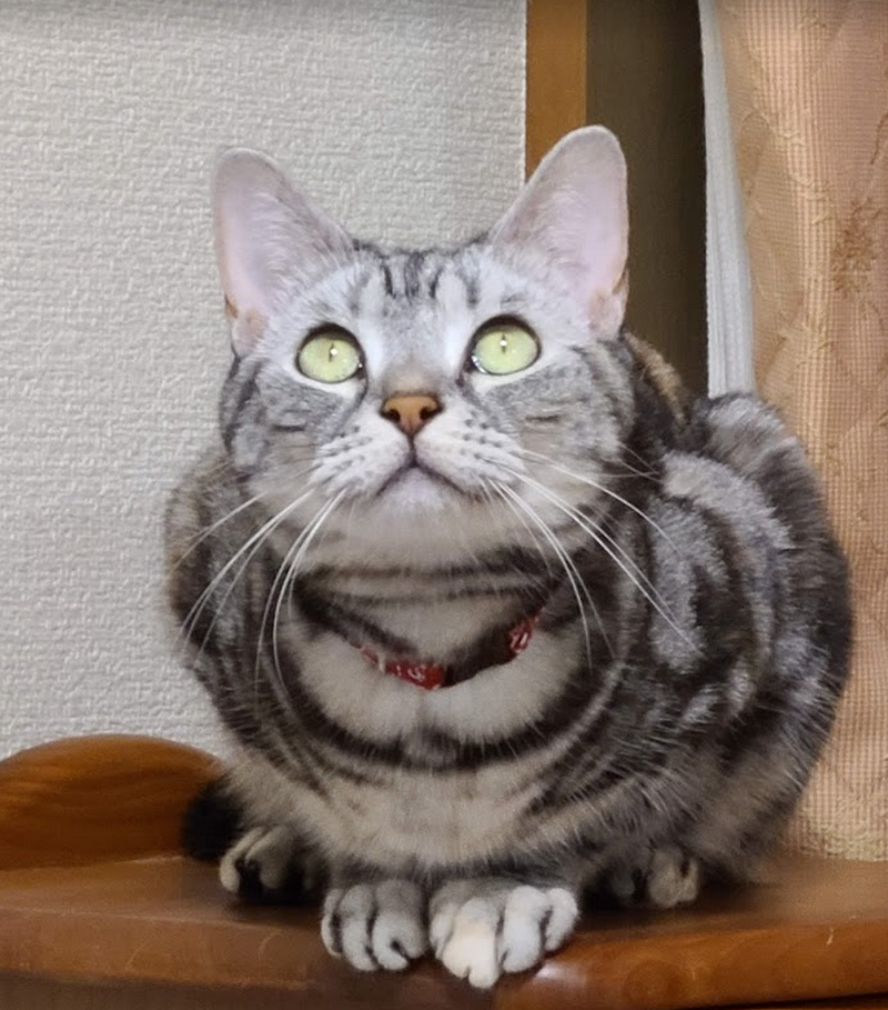 f:id:shimazo3:20211021185242p:plain